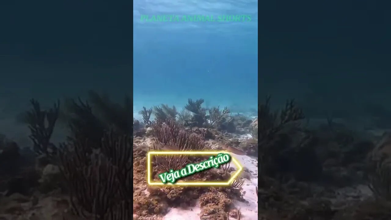 UMA ESPECIE DE POLVO #shorts #planetaanimalshorts #animals