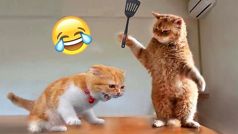 😂YOU LAUGH YOU LOSE! 😹Funny Moments Of Cats Videos Compilation - Funny Cats Life