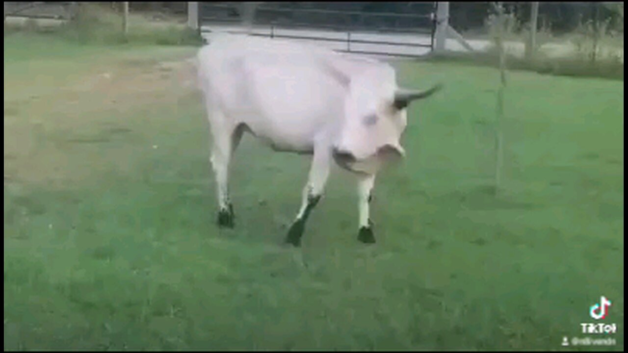 Shitty Cow! I miss her! 🐮🐮