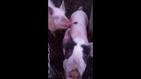 Hungry Pigs