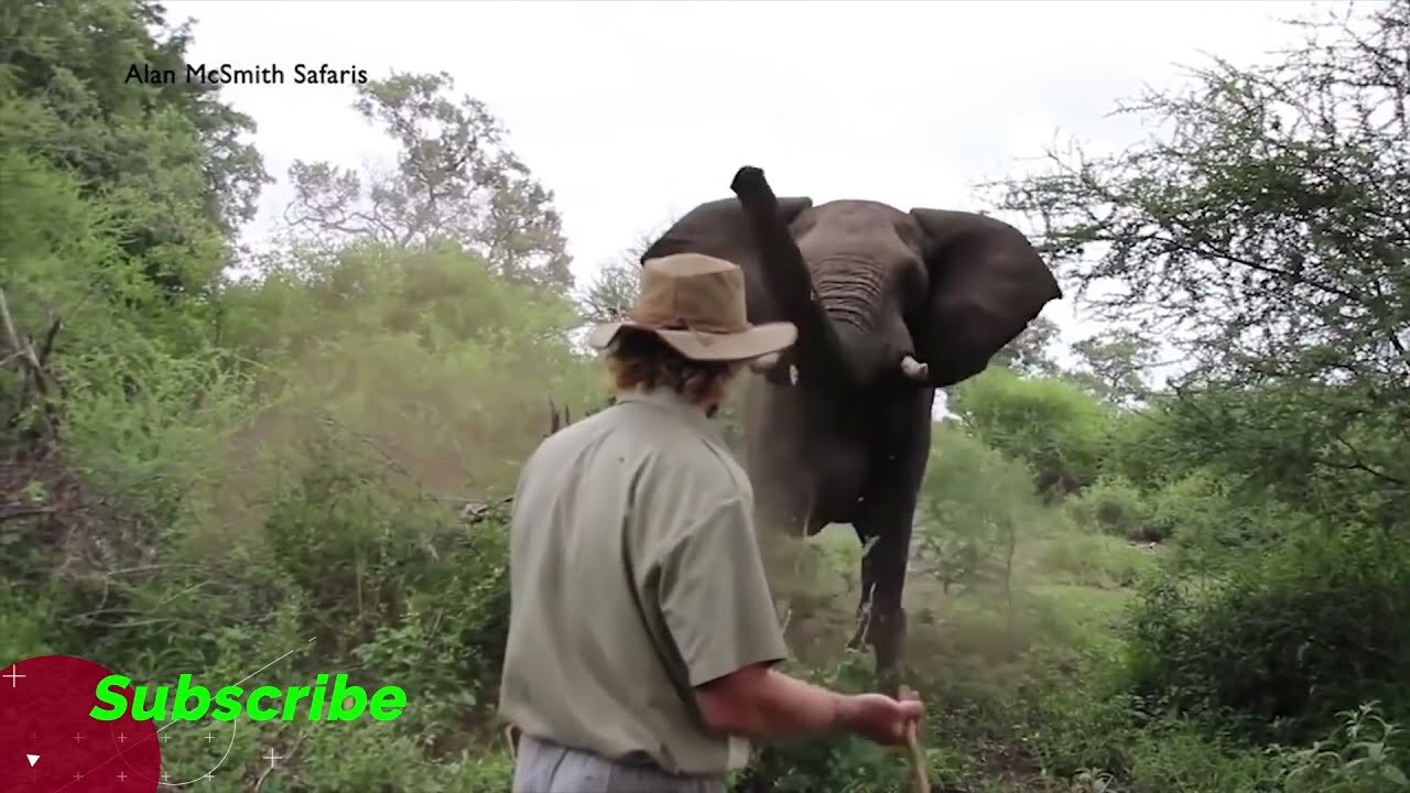 Angry Animals - Wild Animal Behavior - Scary Animal Encounter - Amazing WILD Animal Encounters