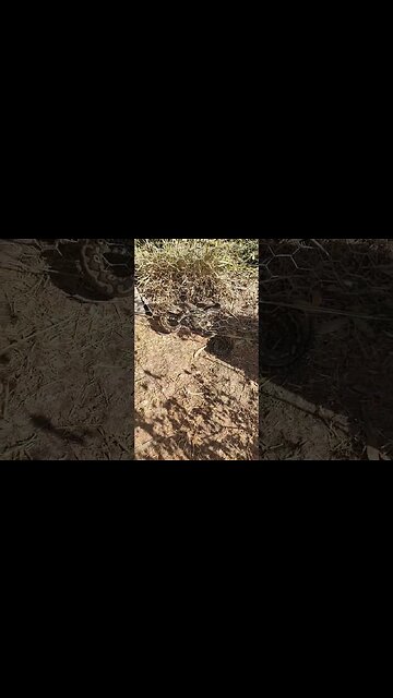 Python outside the chicken pen this morning