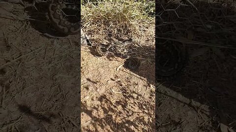 Python outside the chicken pen this morning