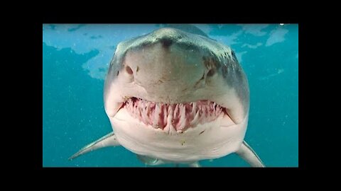 Shark dangerous fish