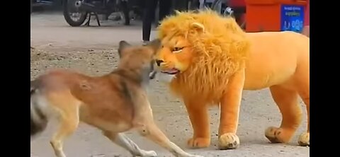 Troll Prank Dog Funny & fake Lion and Fake Tiger Prank To dog & Huge Box Prank to dog