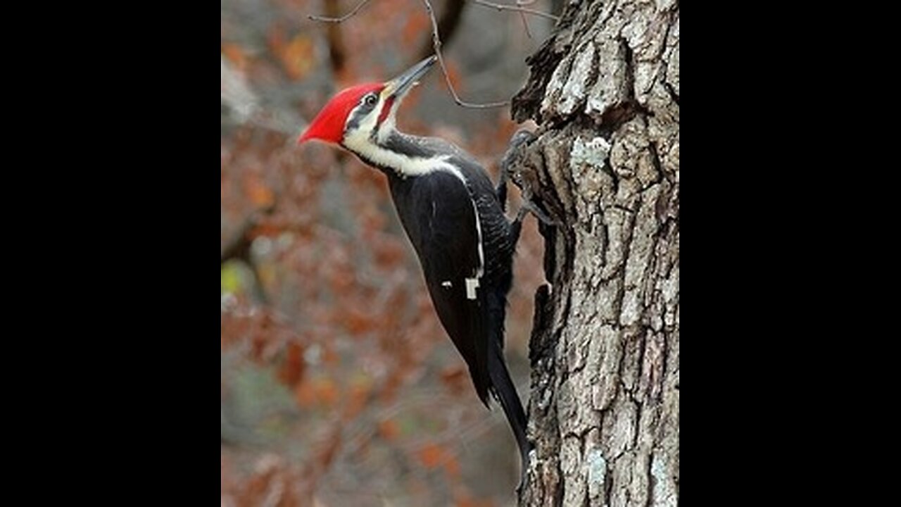 Nature - Pileated Woodpecker