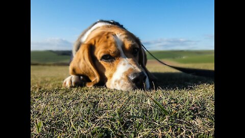 Help your pets overcome anxiety issues naturally.