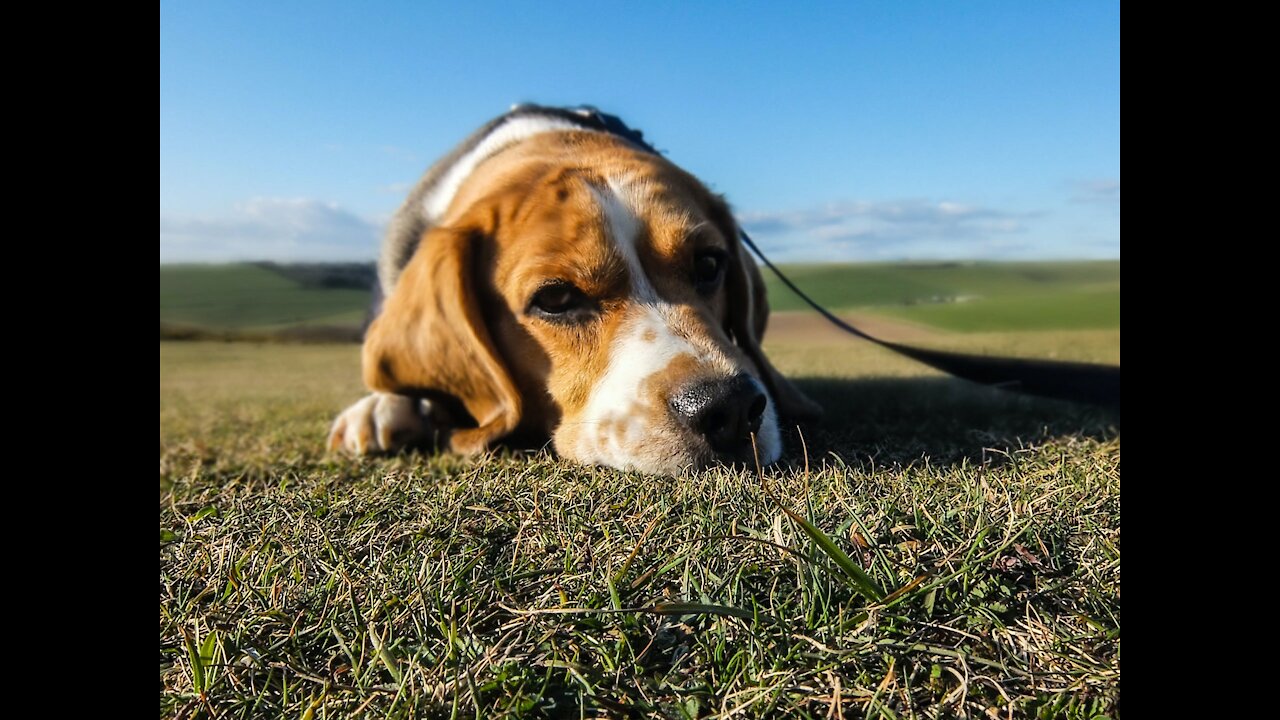 Help your pets overcome anxiety issues naturally.