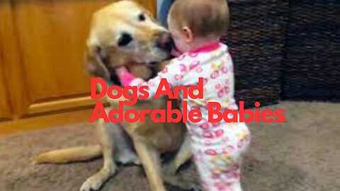 Cute Dogs And Adorable Babies: Compilation