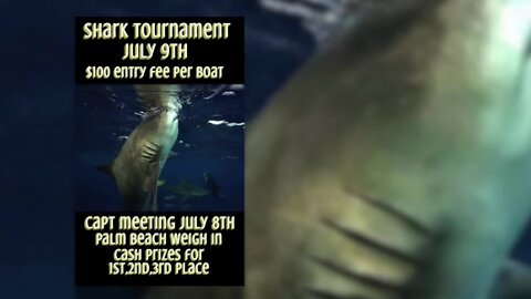 Shark fishing tournament prompts calls for cancellation