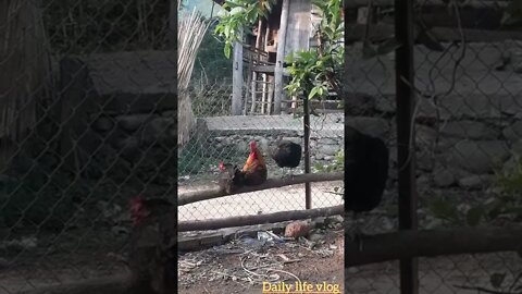 my chicken family