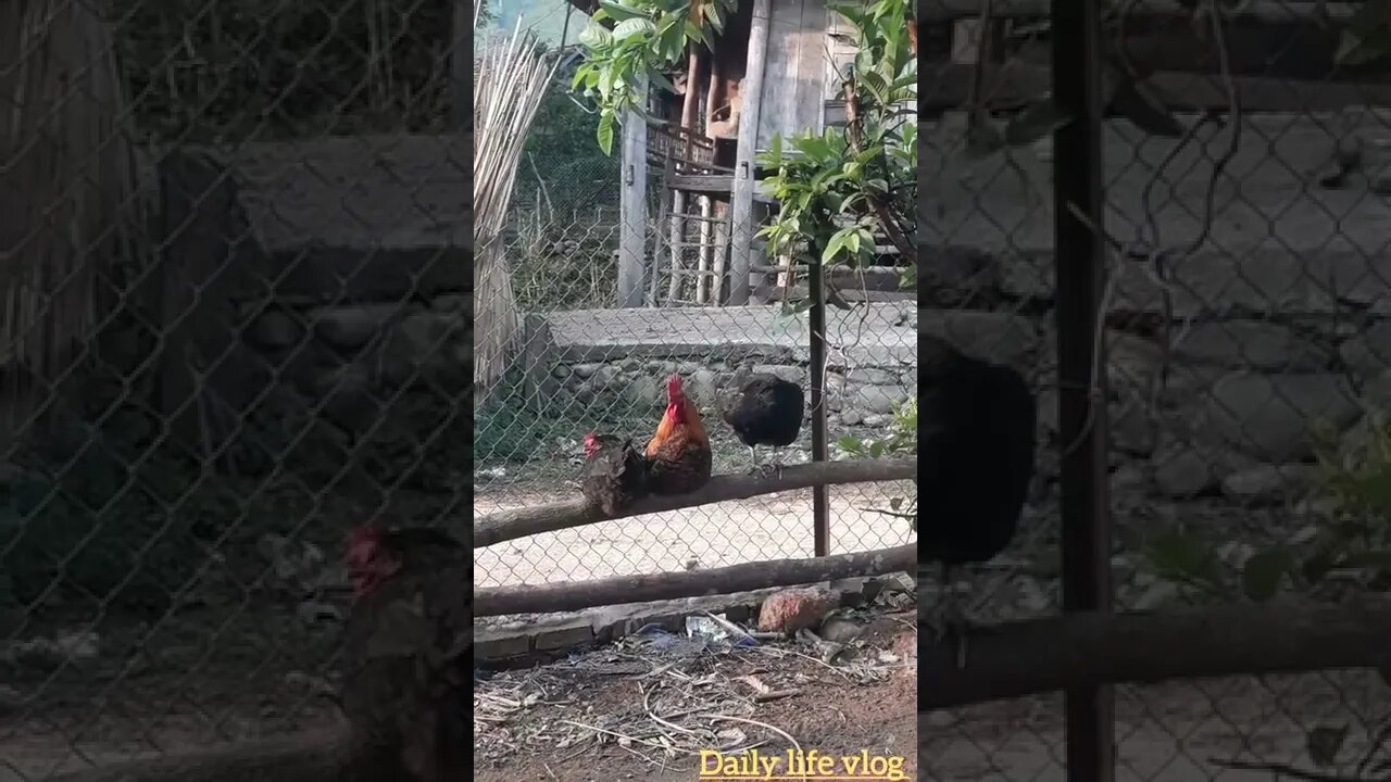 my chicken family