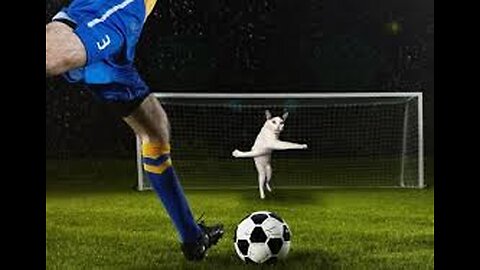 Footballer cat😍🤣