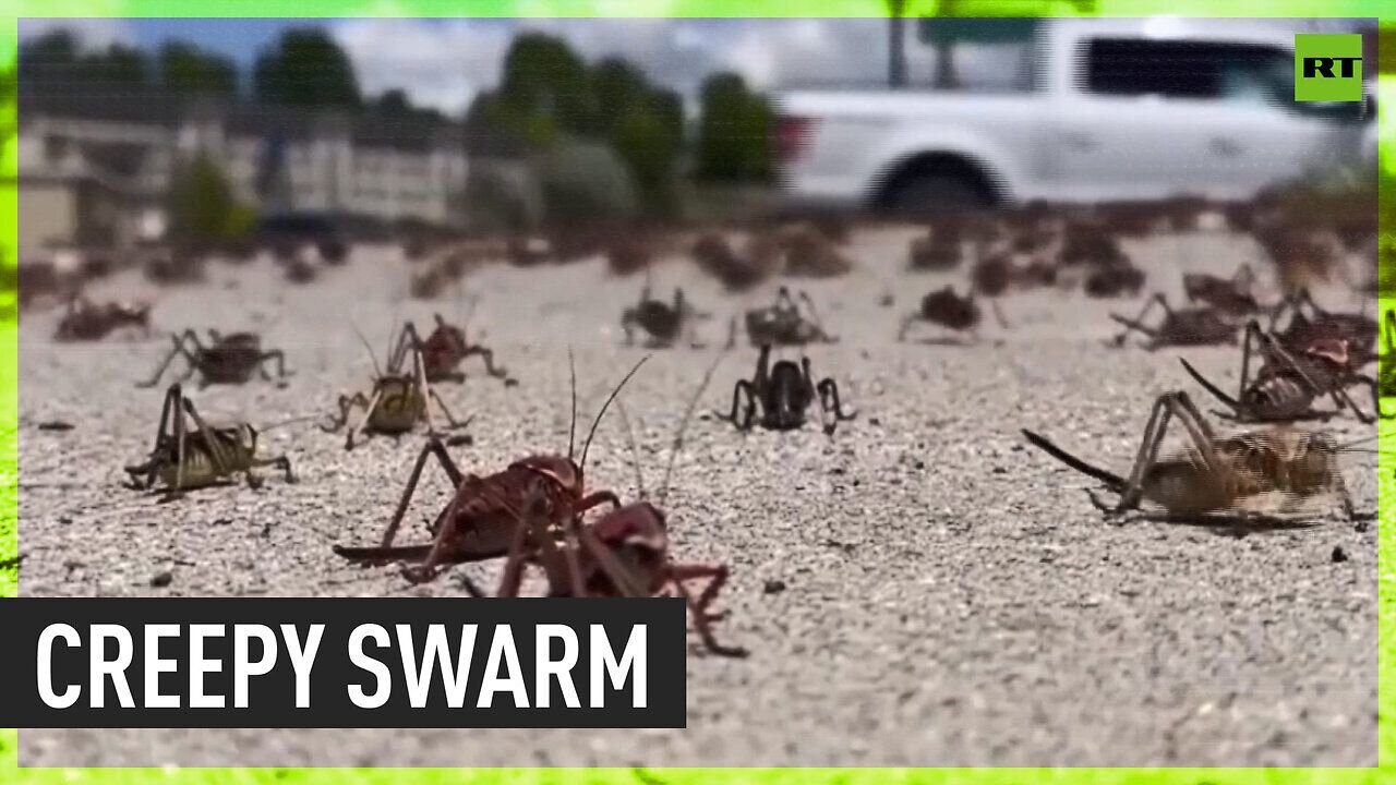 Millions of crickets engulf Nevada town