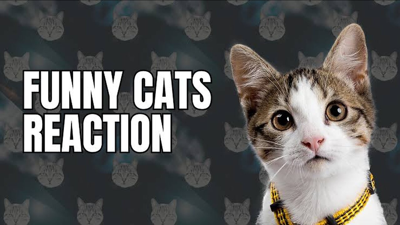 Funny cats reactions