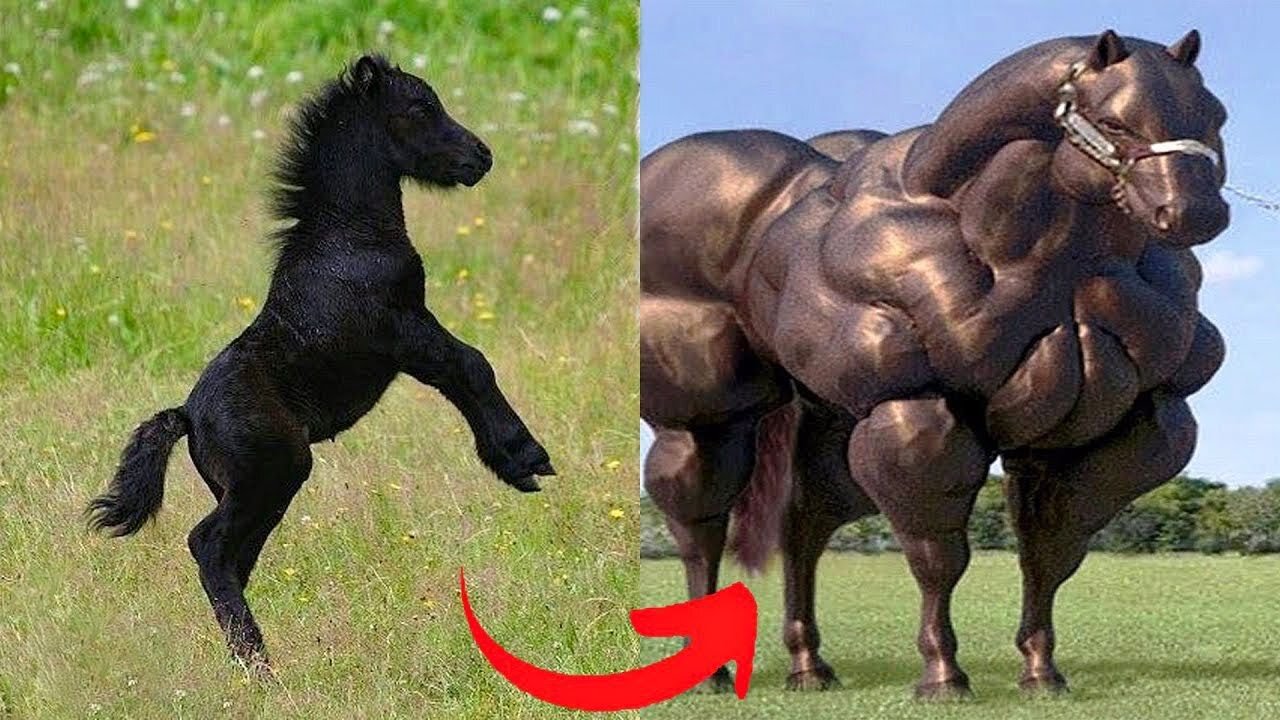 Animals Grow Up - I'm a Big Kid Now From Baby Animals To Adult Animals 2023 |funnyanimalvideo