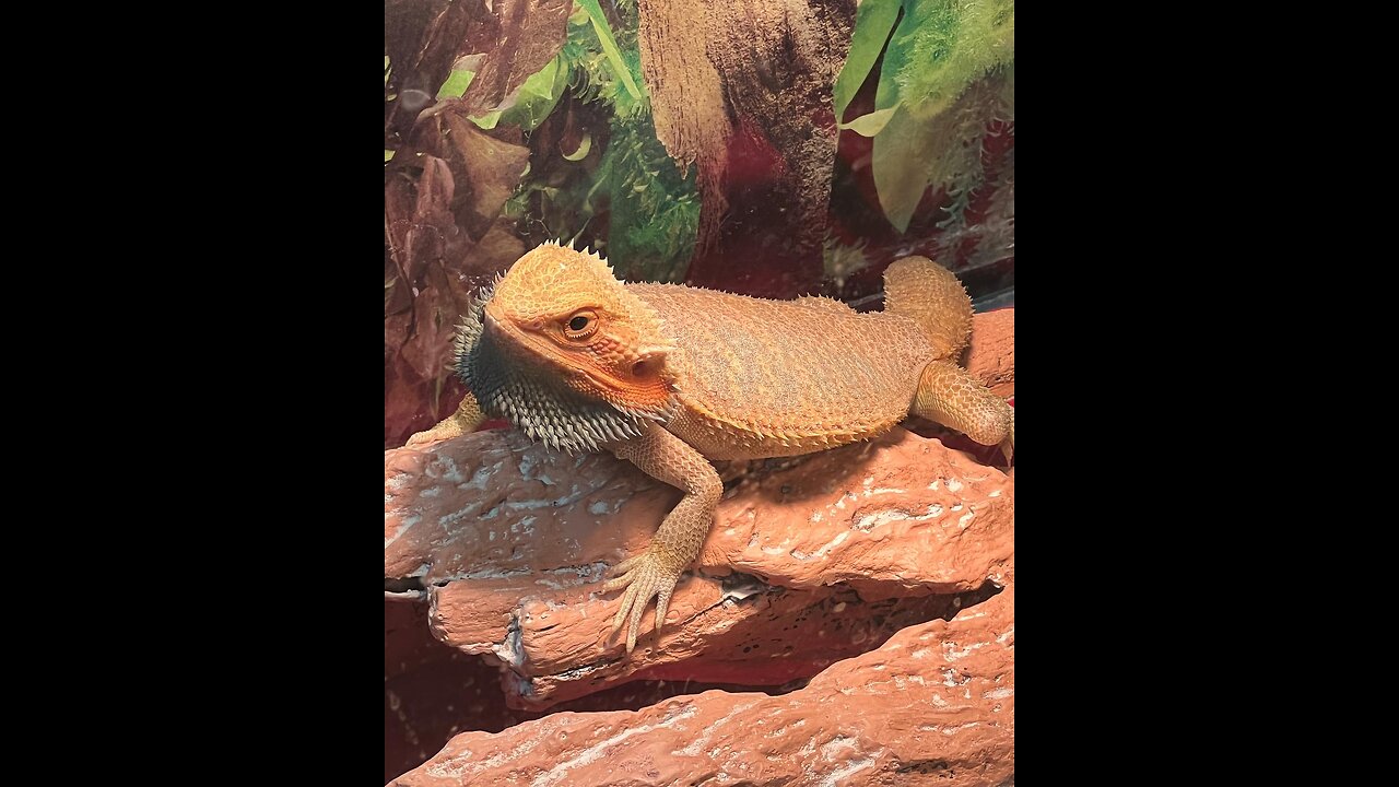 Don’t buy bearded dragons from petsmart and just plainfun ,and interaction with the bearded dragon