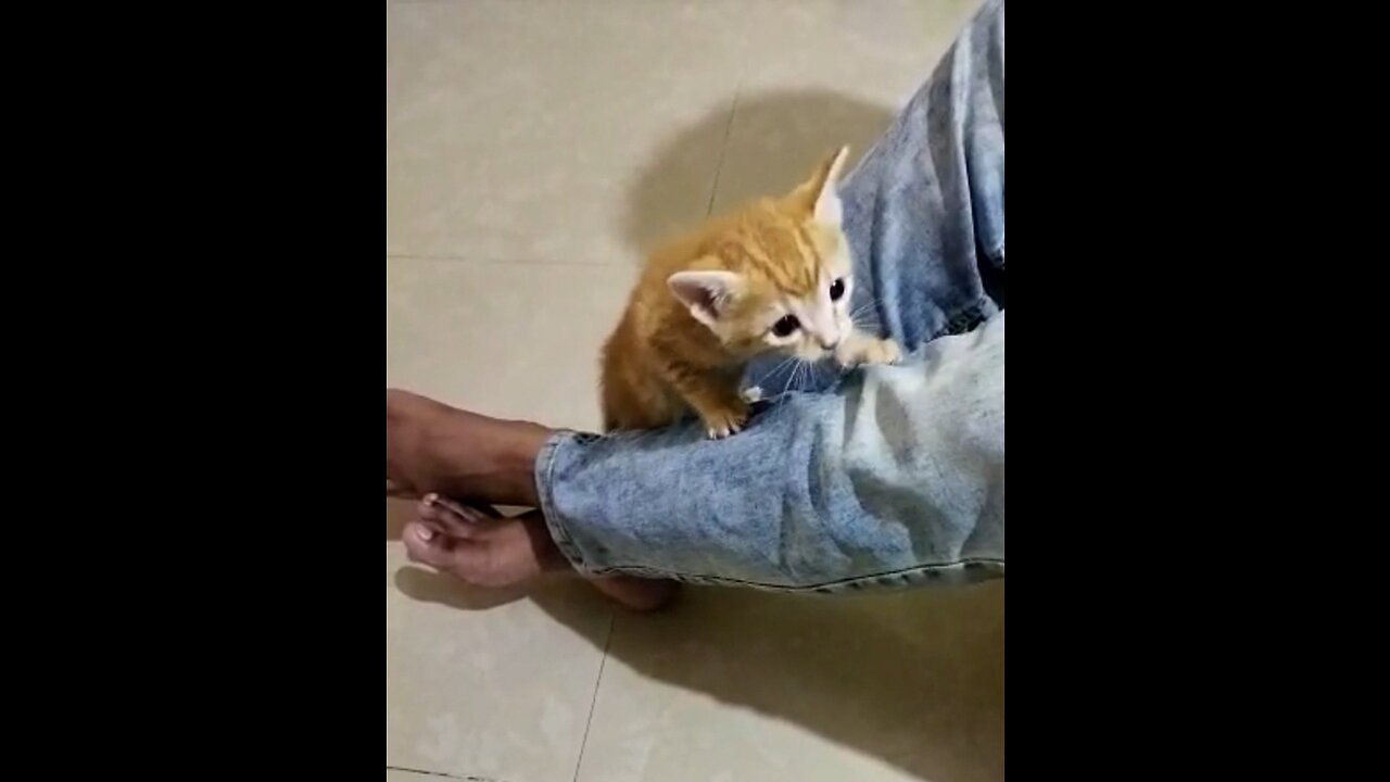 Cat is climbing on feet