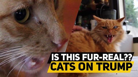 80 cats react to Donald Trump