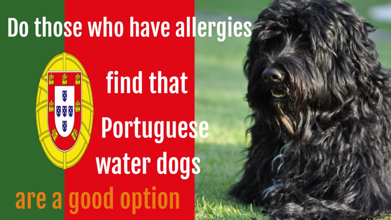 Do those who have allergies find that Portuguese water dogs are a good option?