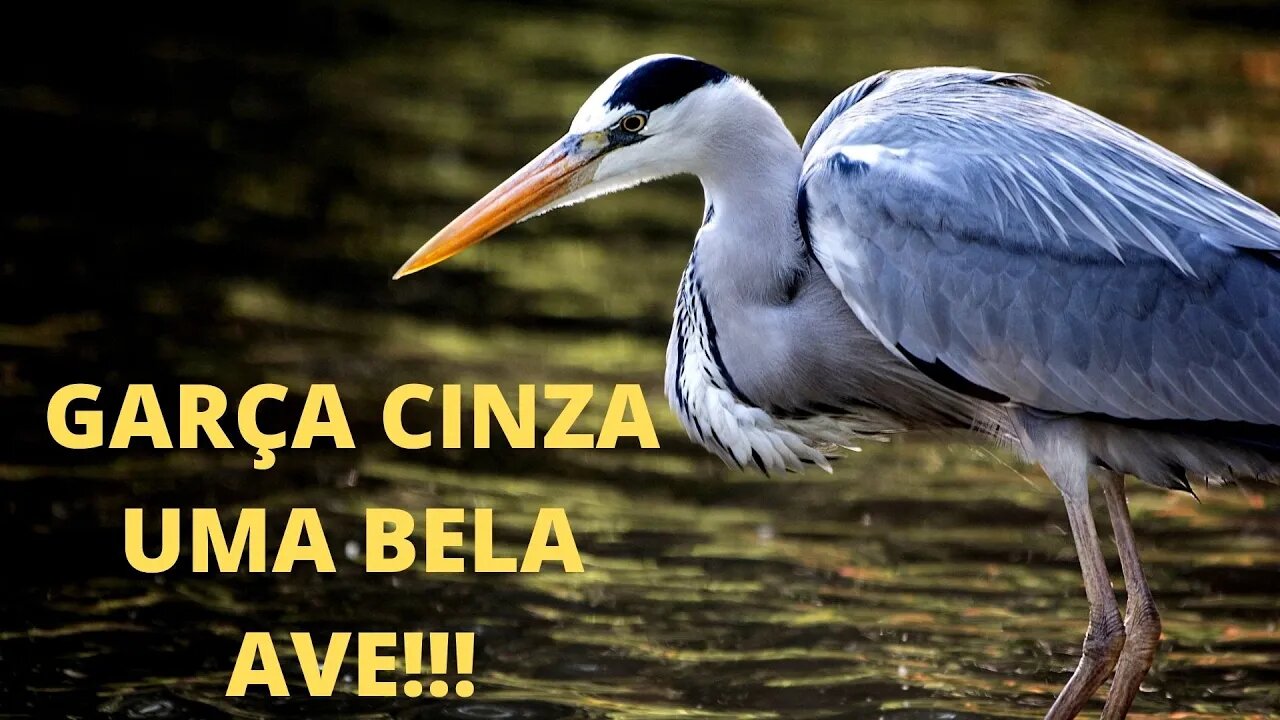 Mundo das Aves/ Garça Cinza!!!