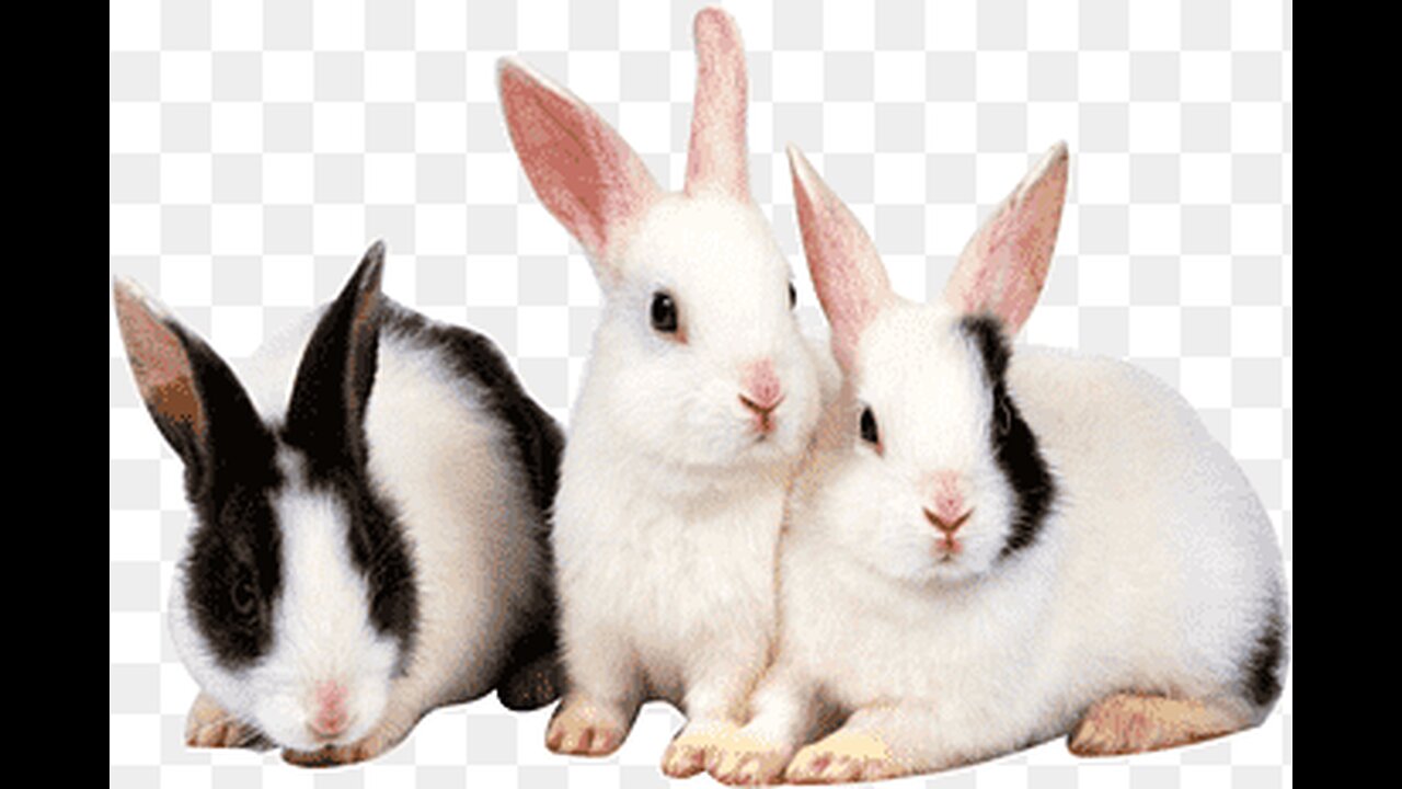 HoppyBunnies #BunnyLove #RabbitLife #FluffyFriends