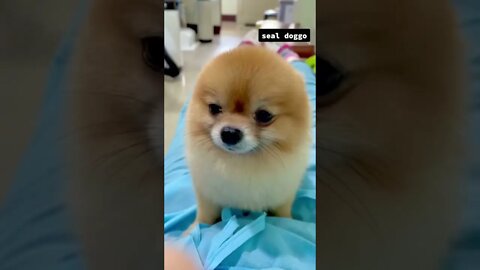 DOGE SHIBA #shorts