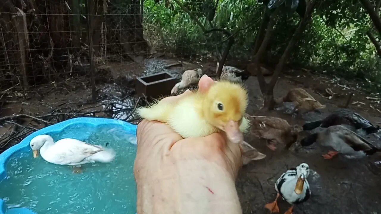 Looking after a little Duckling 22nd August 2021