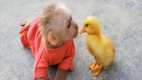 Monkey and Duck 🦆.