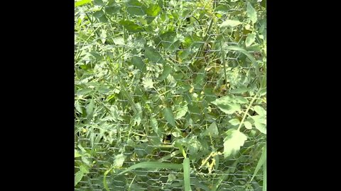 More rats trapped in the garden