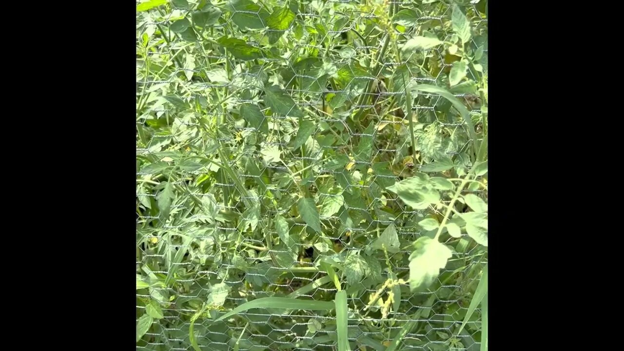 More rats trapped in the garden