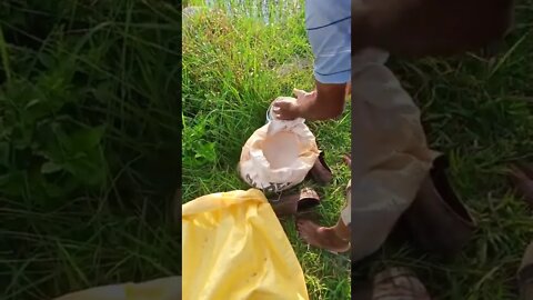 #let's see Uriya fertilizer in Paddy farming