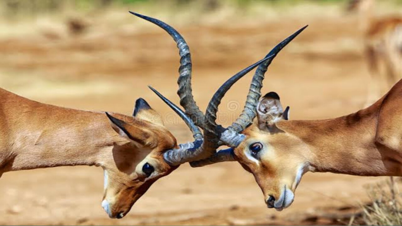 Impala vs Impala Fighting | #shorts