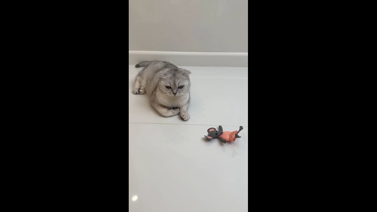 FUNNY CAT VIDEO 😂😂