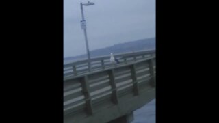 seagull walking on the Ocean Beach Pier