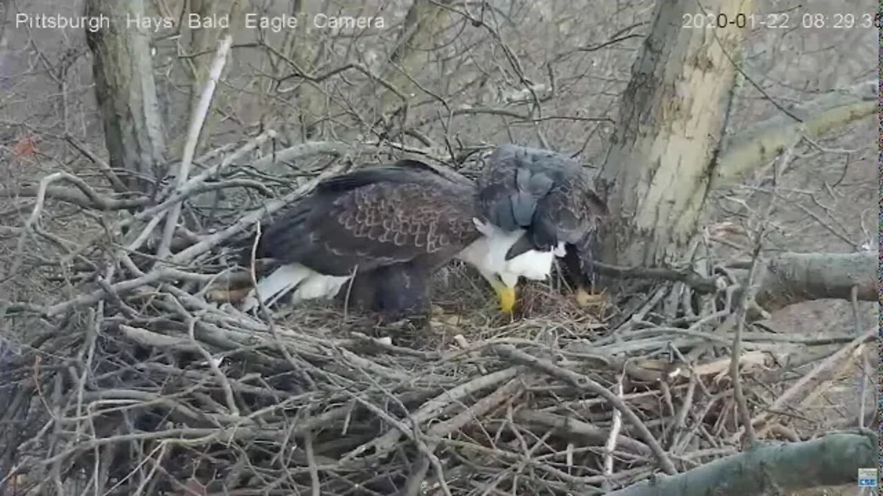 Hays Eagles Stickwars 1.22.2020