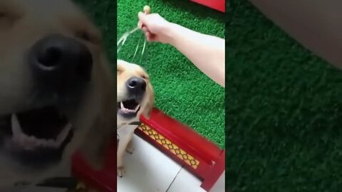He loves this so much