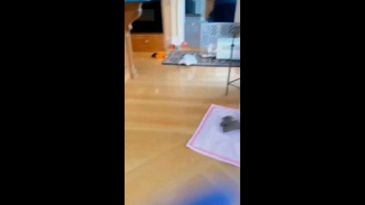 Try not to laugh #funny#laughing#animal