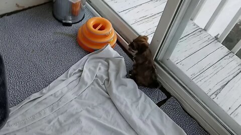 J Litter - 5.5 weeks (2)