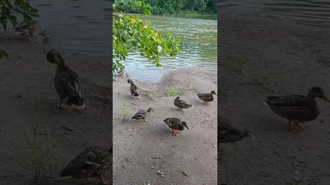 【各位老鐵不喜勿入可繞過】悠閒自得的小鴨子