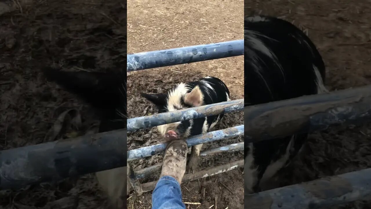 Lina did not care, she wanted what I had in my hand #homesteading #farmlife #homestead #kunekune