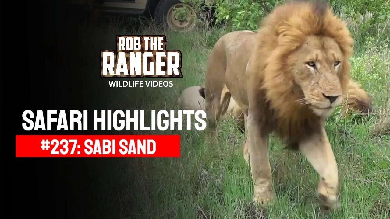 Safari Highlights #237: 10 - 13 November 2013 | Sabi Sand Nature Reserve | Latest Wildlife Sightings