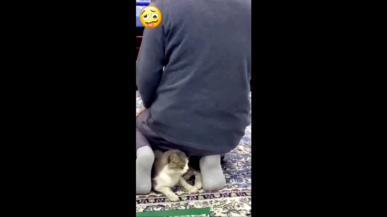 A lazy cat sleeps under the worshipper