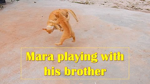 little small shots : Big cat pushing the legs of Kitten while they playing