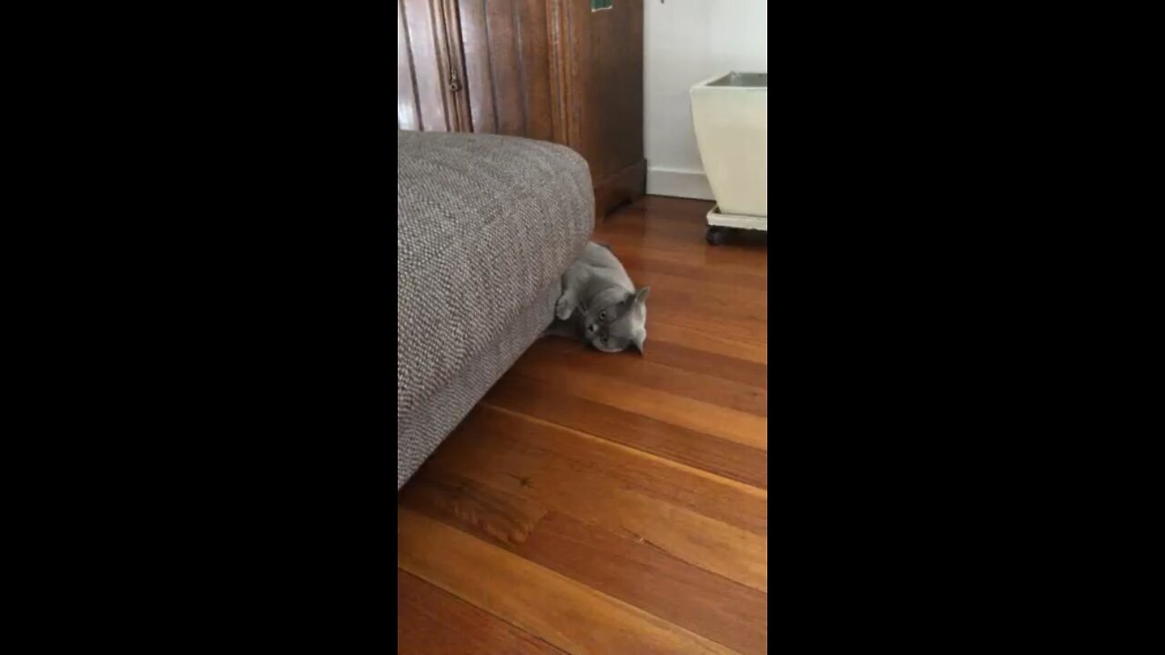 British Shorthair Couch Scooter - Naughty Cat