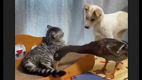 Dog Versus Duck - Cat Gets The Last Swipe - HaloRock