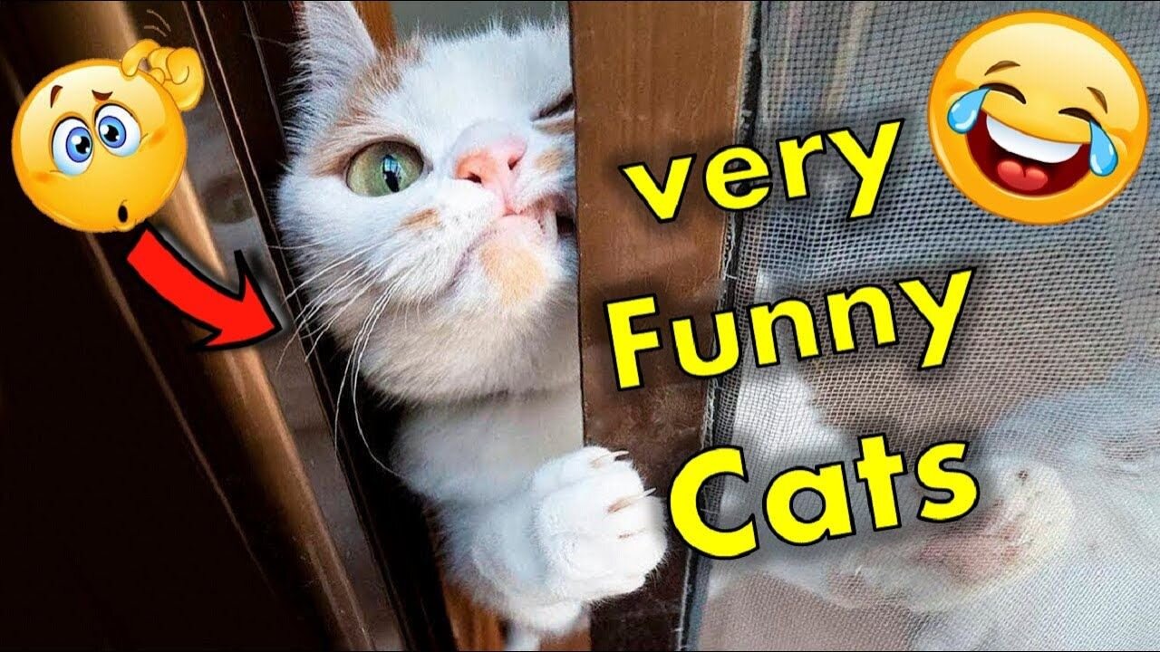 Funniest Animals 2023 😂 Funny Dogs and Cats Videos 😺🐶