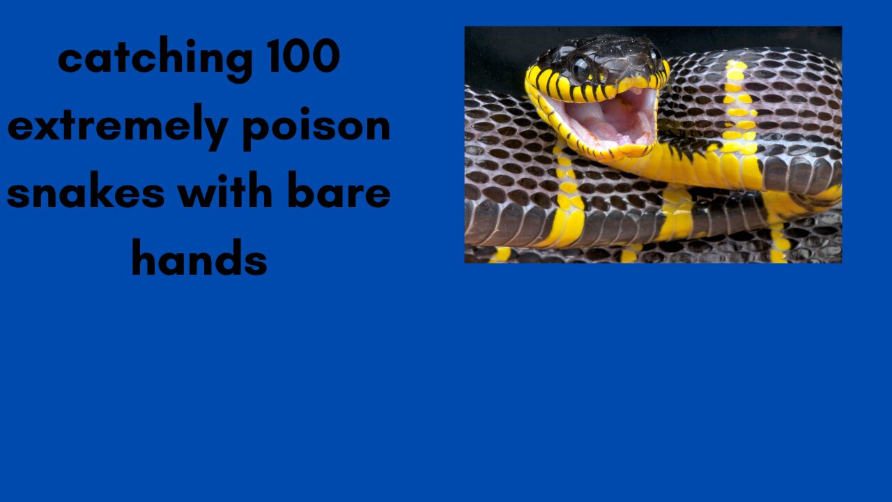 Catching extreme poison snakes with bare hands