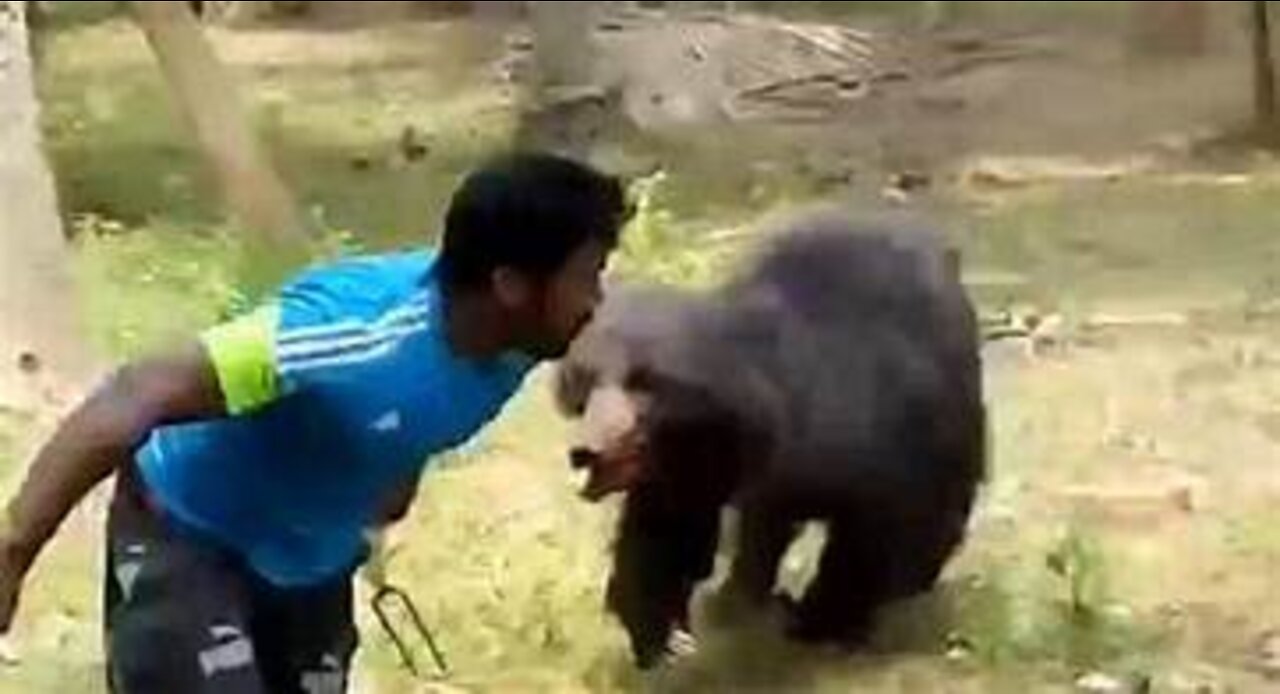 animal attacks on humans