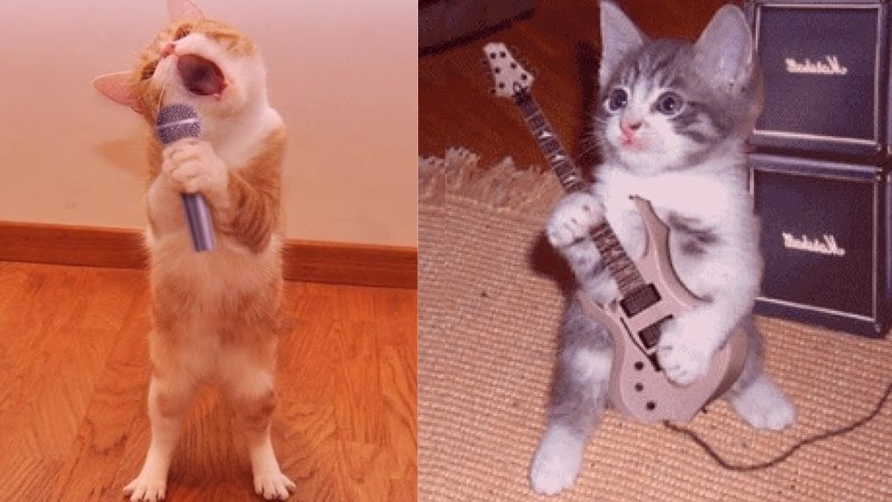 Best Funny Videos of Funny Cats and Dogs🤣🤣